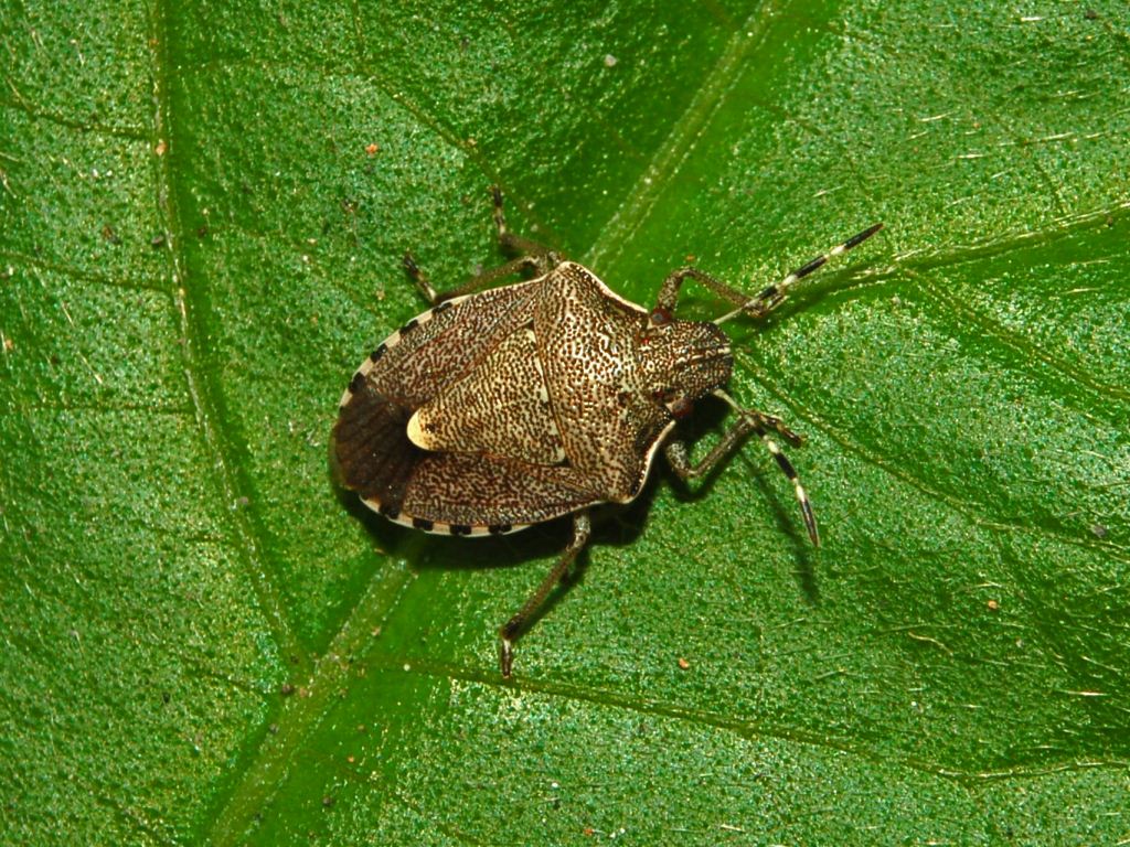 Pentatomidae: Holcostethus albipes di Genova